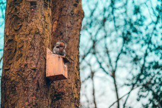 squirrel Photo by Alexander Kustov on Unsplash